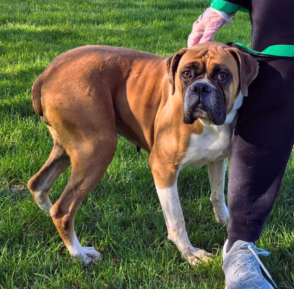 Enlarge Harper, a Adopted Boxer in Warren, MI image 3/6