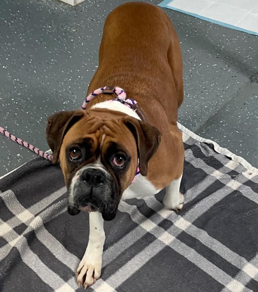 Enlarge Harper, a Adopted Boxer in Warren, MI image 4/6