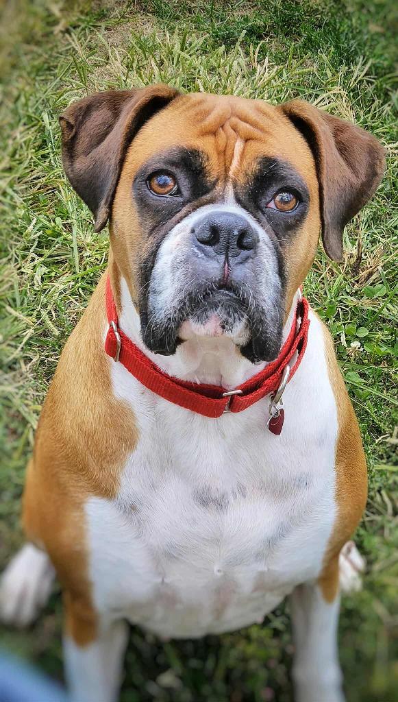 Harper, a Adoptable Boxer in Warren, MI image 5/6