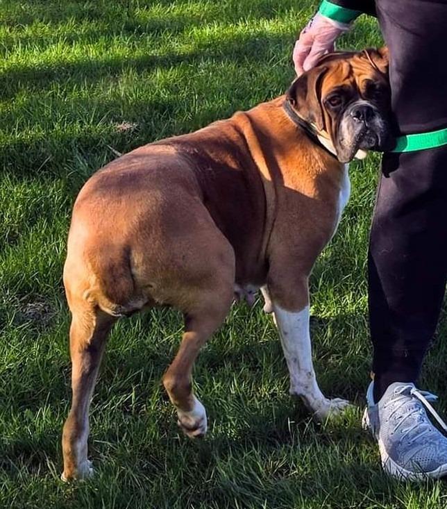 Enlarge Harper, a Adopted Boxer in Warren, MI image 6/6
