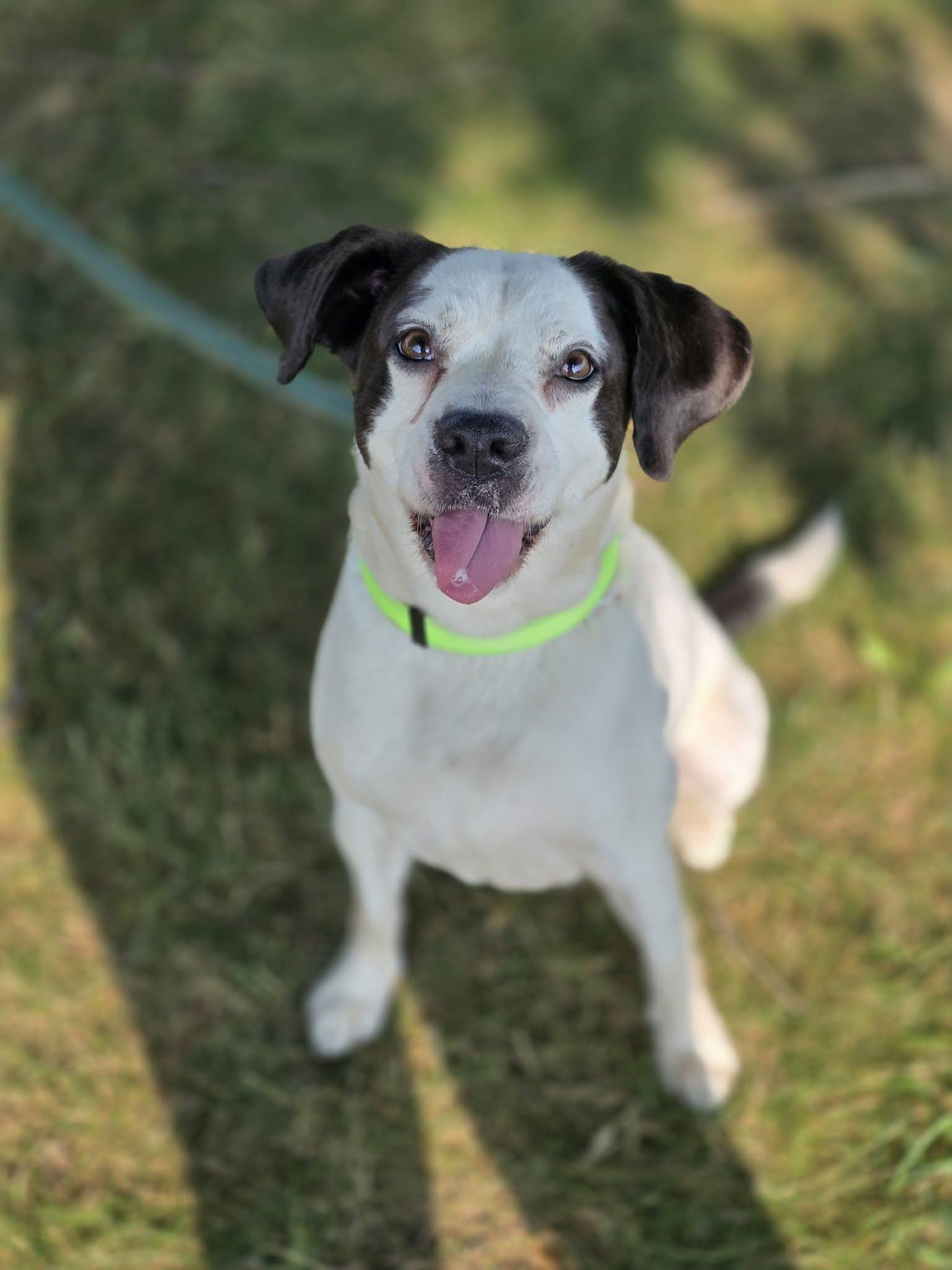 Enlarge Snoopy, a ADOPTABLE mixed breed in Shelby, MI image 1/1