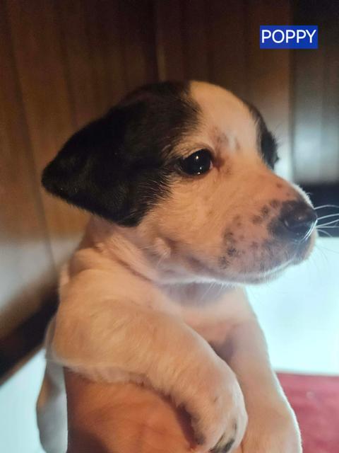 Poppy, Adoptable, Puppy Female Jack Russell Terrier & Chihuahua.