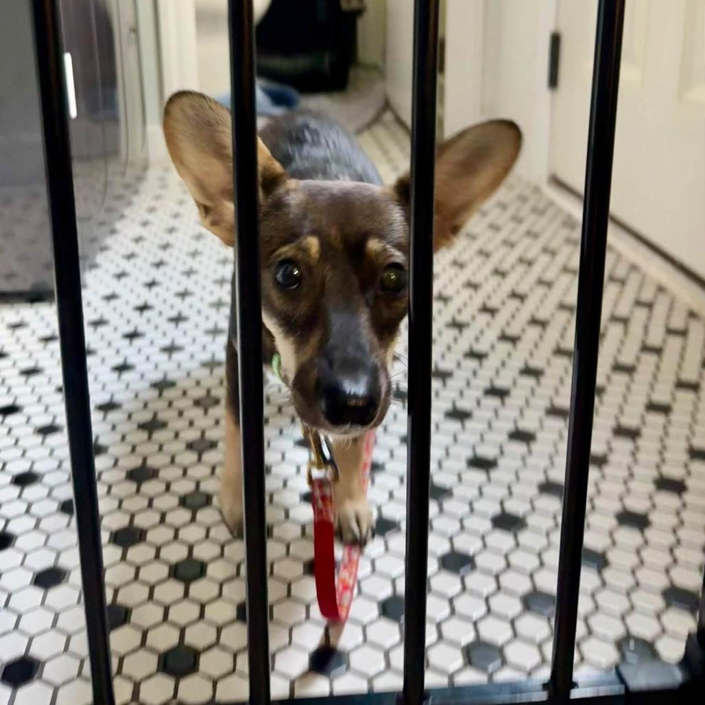Tamara, Adoptable, Young Female Terrier & Mixed Breed.