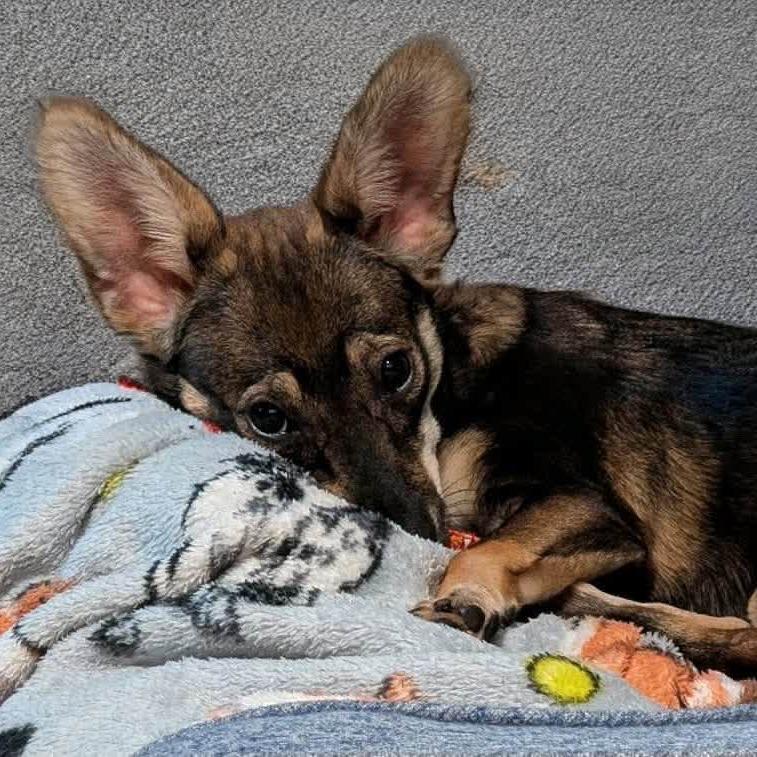 Enlarge Tamara, a Adoptable mixed breed in St. Charles, IL image 2/6