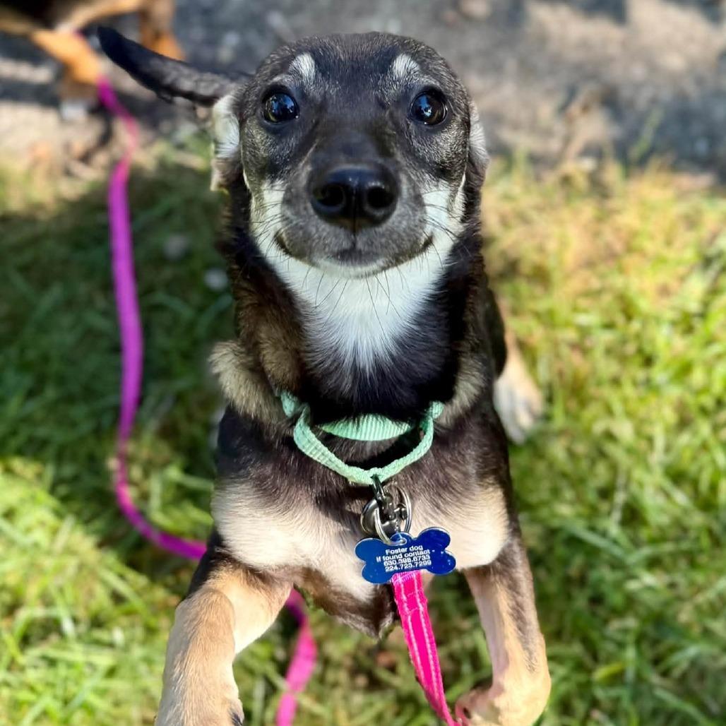 Enlarge Tamara, a Adoptable mixed breed in St. Charles, IL image 3/6