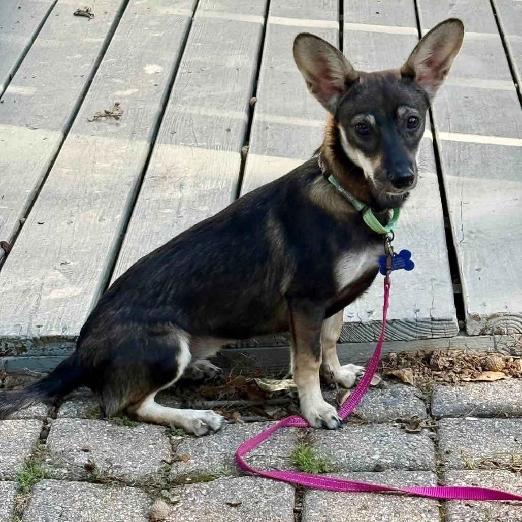 Enlarge Tamara, a Adoptable mixed breed in St. Charles, IL image 4/6