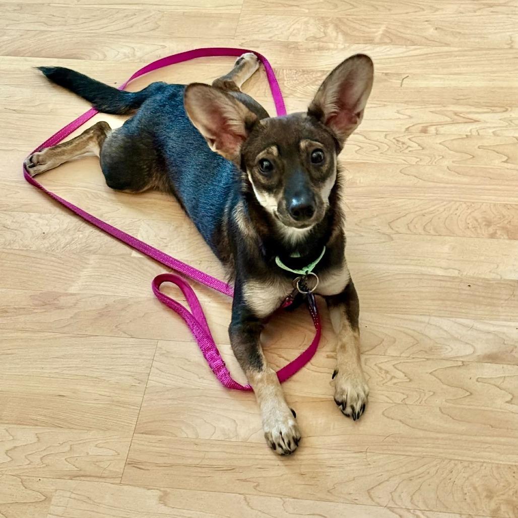 Enlarge Tamara, a Adoptable mixed breed in St. Charles, IL image 5/6