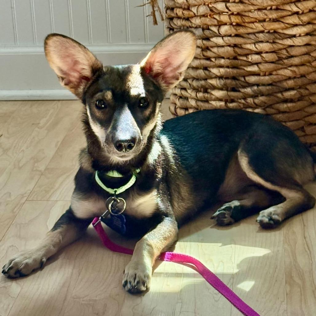Enlarge Tamara, a Adoptable mixed breed in St. Charles, IL image 6/6