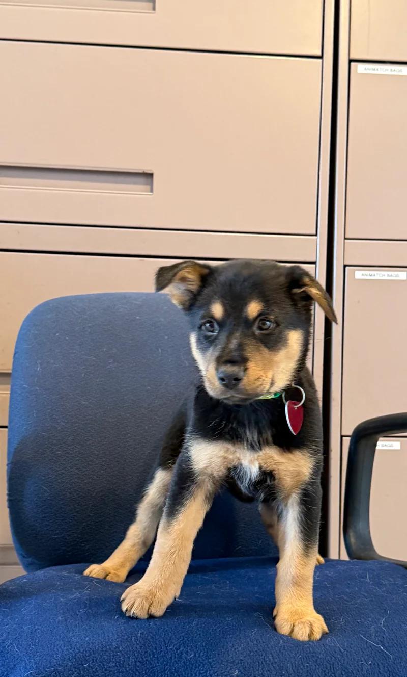 Crawl, ADOPTABLE, Puppy Female Labrador Retriever.