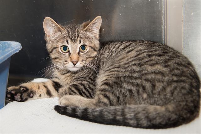 SIMBA, Adoptable, Young Male Domestic Short Hair.