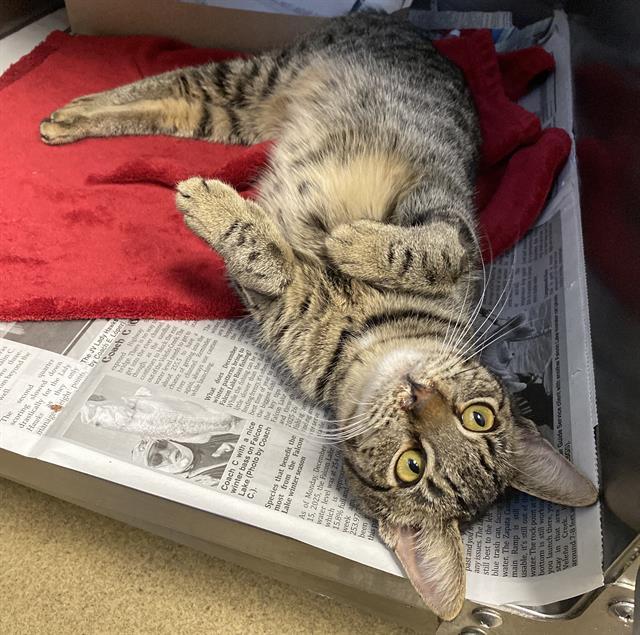 Enlarge FIONA, a Adoptable Domestic Short Hair in San Antonio, TX image 1/1