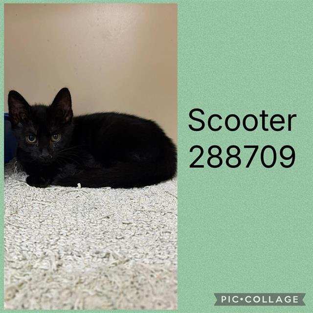 SCOOTER, Adoptable, Kitten Male Domestic Short Hair.
