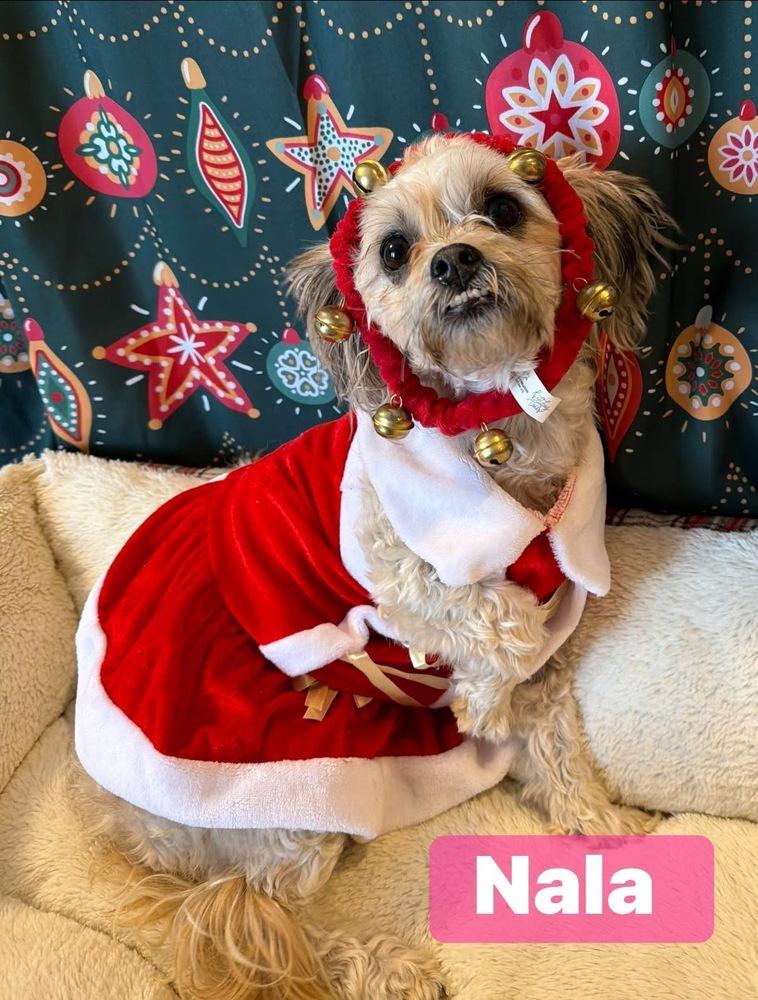 Nala, Adoptable, Adult Female Schnauzer.