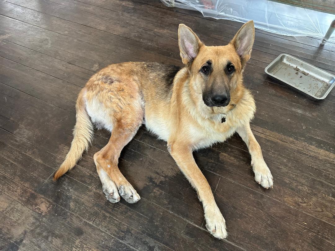 Sebastian, Adoptable, Adult Male German Shepherd Dog.