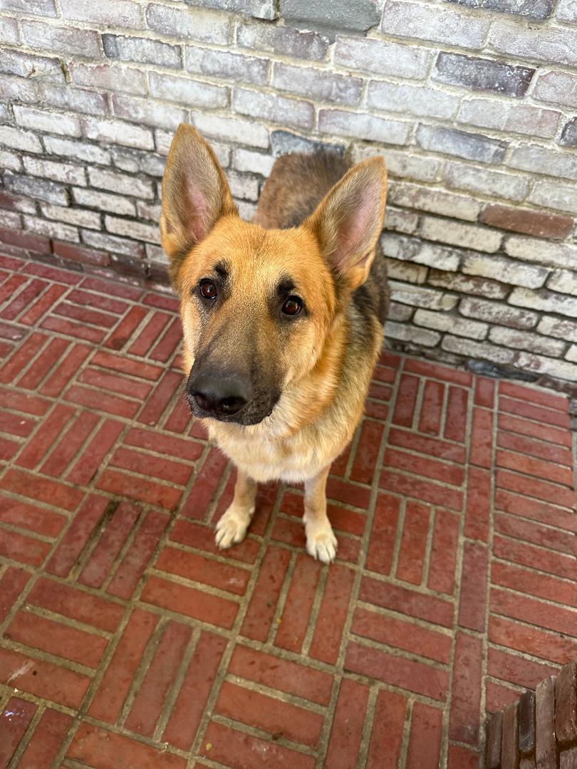 Sebastian, a Adoptable German Shepherd Dog in BEVERLY HILLS, CA image 2/4