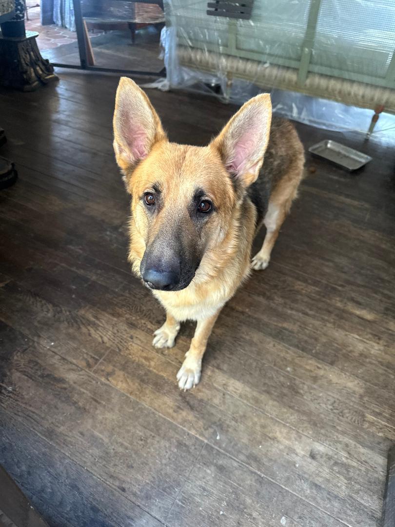 Sebastian, a Adoptable German Shepherd Dog in BEVERLY HILLS, CA image 3/4