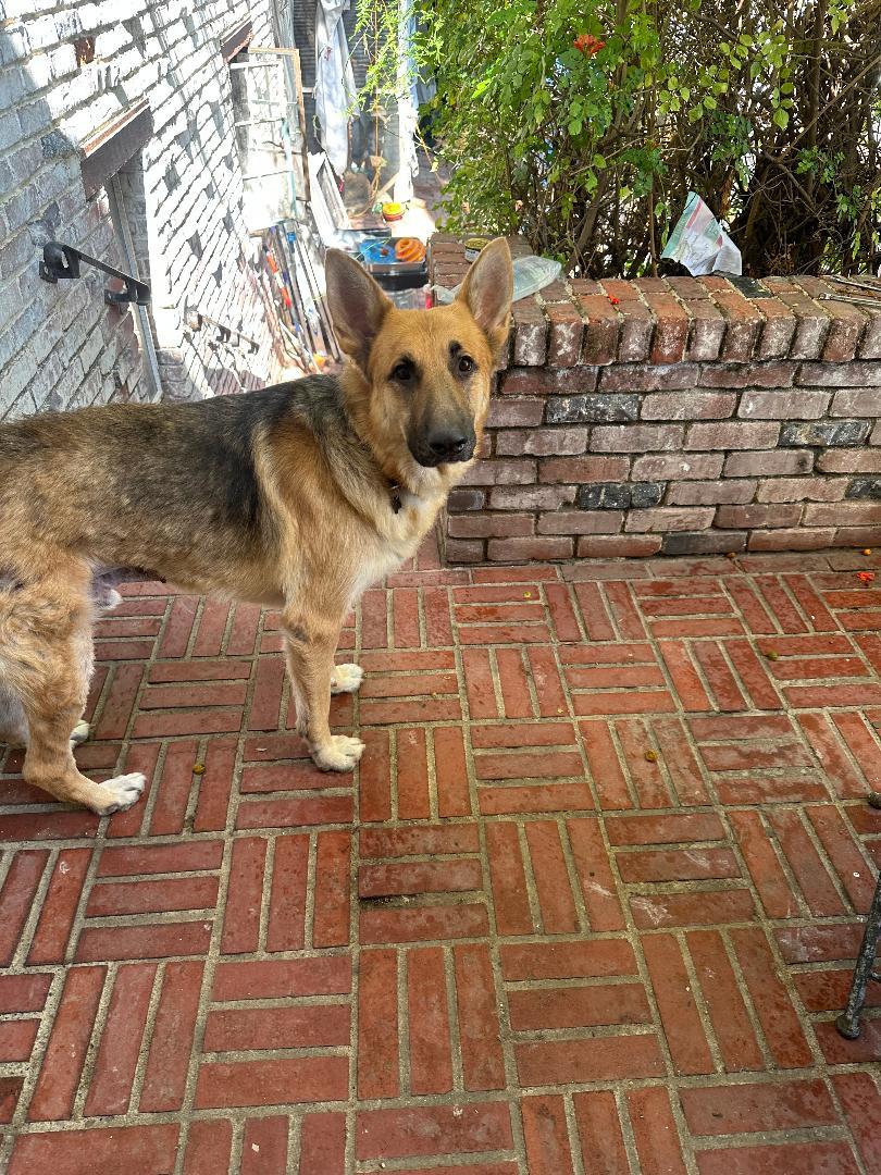 Sebastian, a Adoptable German Shepherd Dog in BEVERLY HILLS, CA image 4/4
