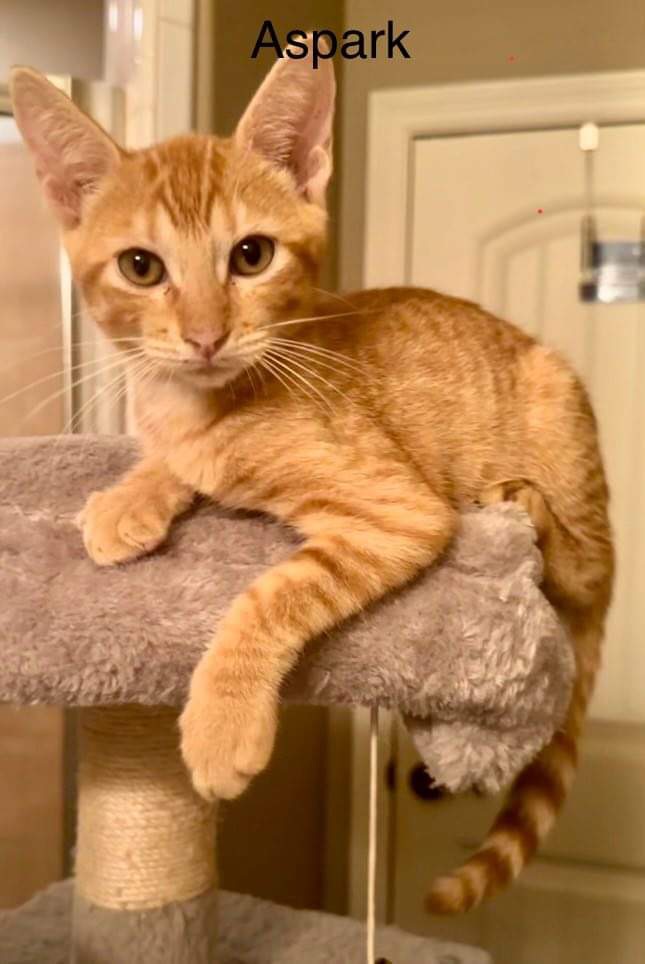 Enlarge Aspark, a Adoptable Domestic Short Hair in Mabank, TX image 1/1