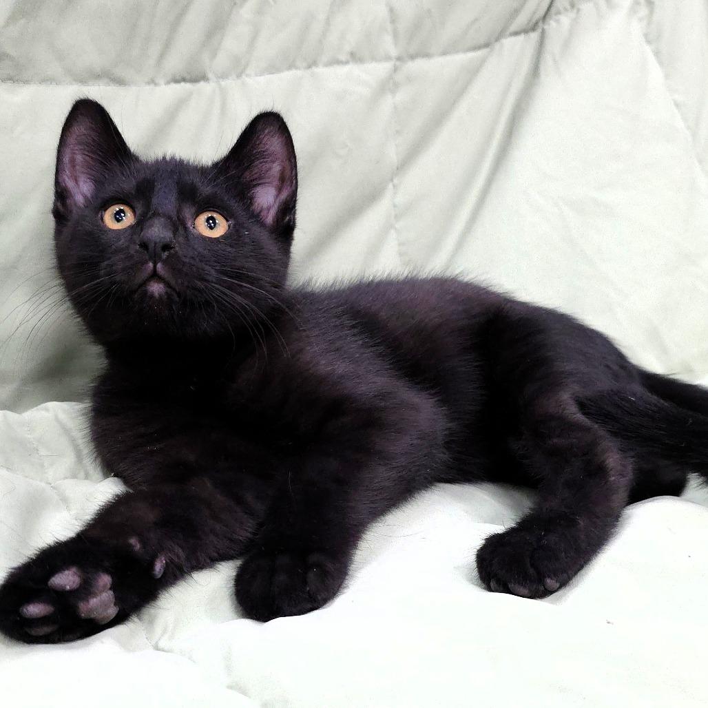 Caesar, a Adoptable Domestic Short Hair in Michigan City, IN image 1/6
