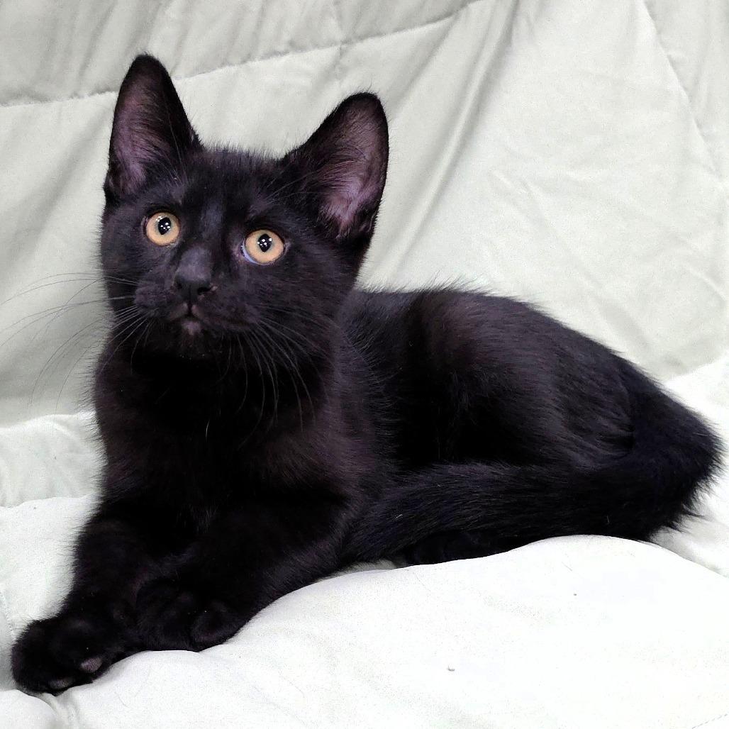 Caesar, a Adoptable Domestic Short Hair in Michigan City, IN image 2/6