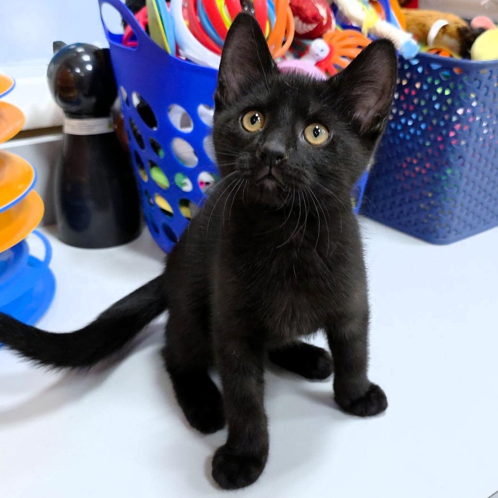 Caesar, a Adoptable Domestic Short Hair in Michigan City, IN image 3/6