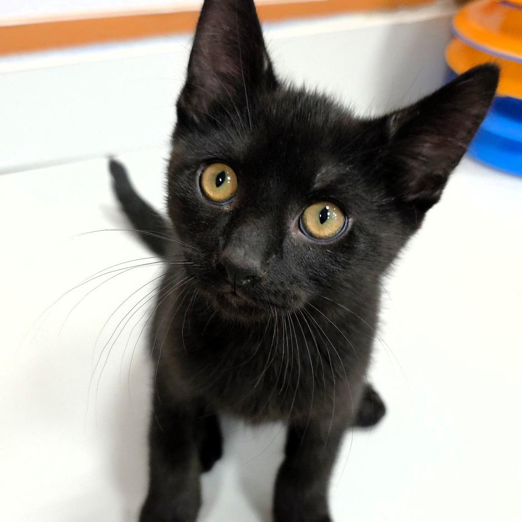 Caesar — thumbnail 4