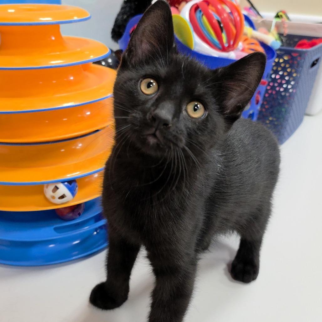 Caesar — thumbnail 5