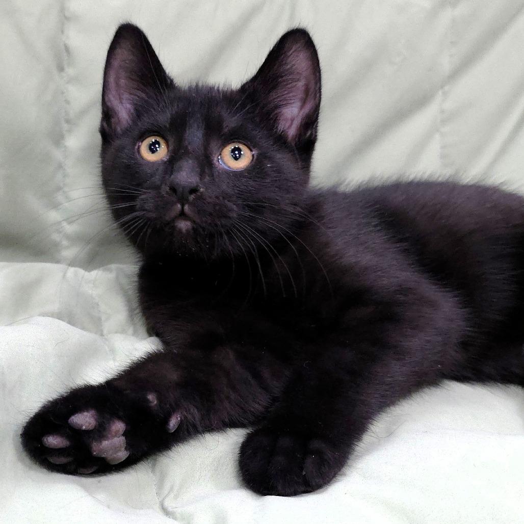 Caesar, a Adoptable Domestic Short Hair in Michigan City, IN image 6/6