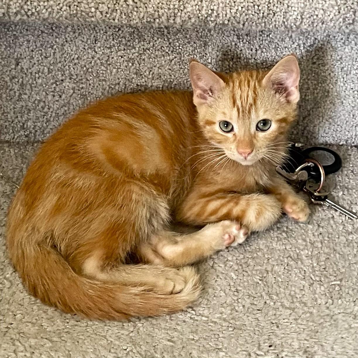Marmalade, an adopted mixed breed in Smithfield, NC image 3/5