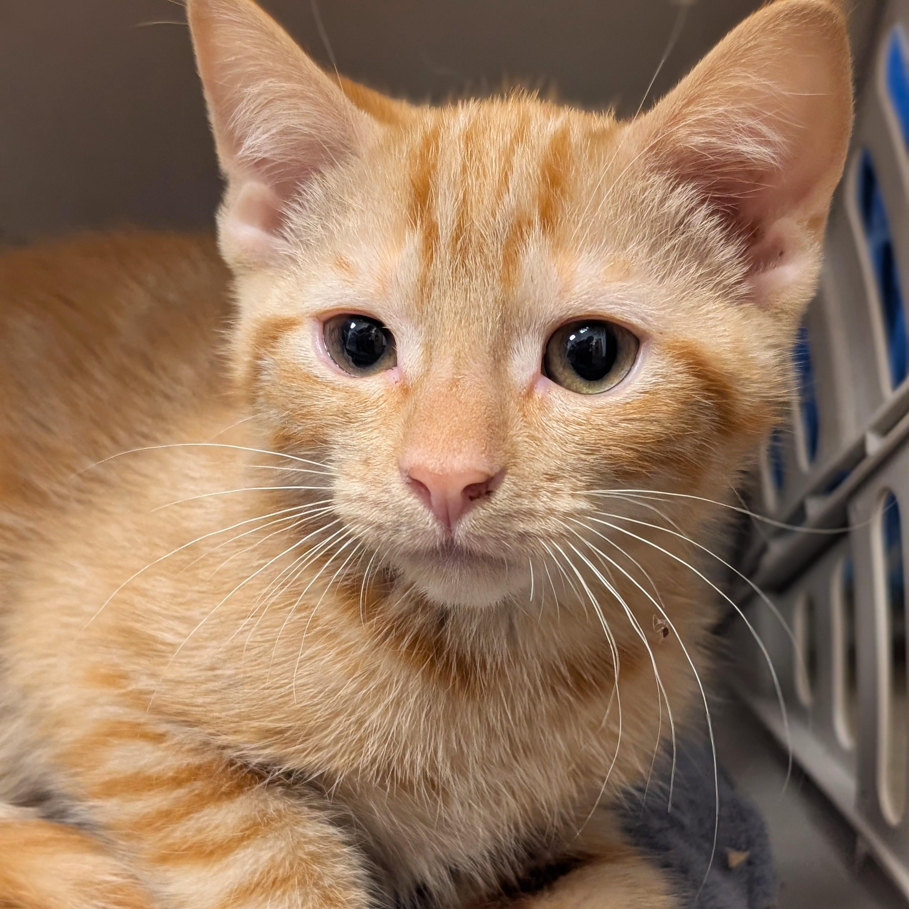Marmalade, an adopted mixed breed in Smithfield, NC image 5/5