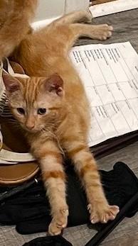 Marmalade, an adopted mixed breed in Smithfield, NC image 4/5