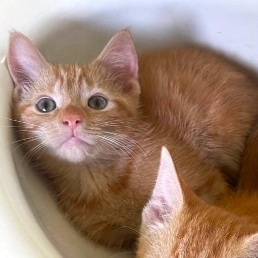 Marmalade, an adopted mixed breed in Smithfield, NC image 2/5