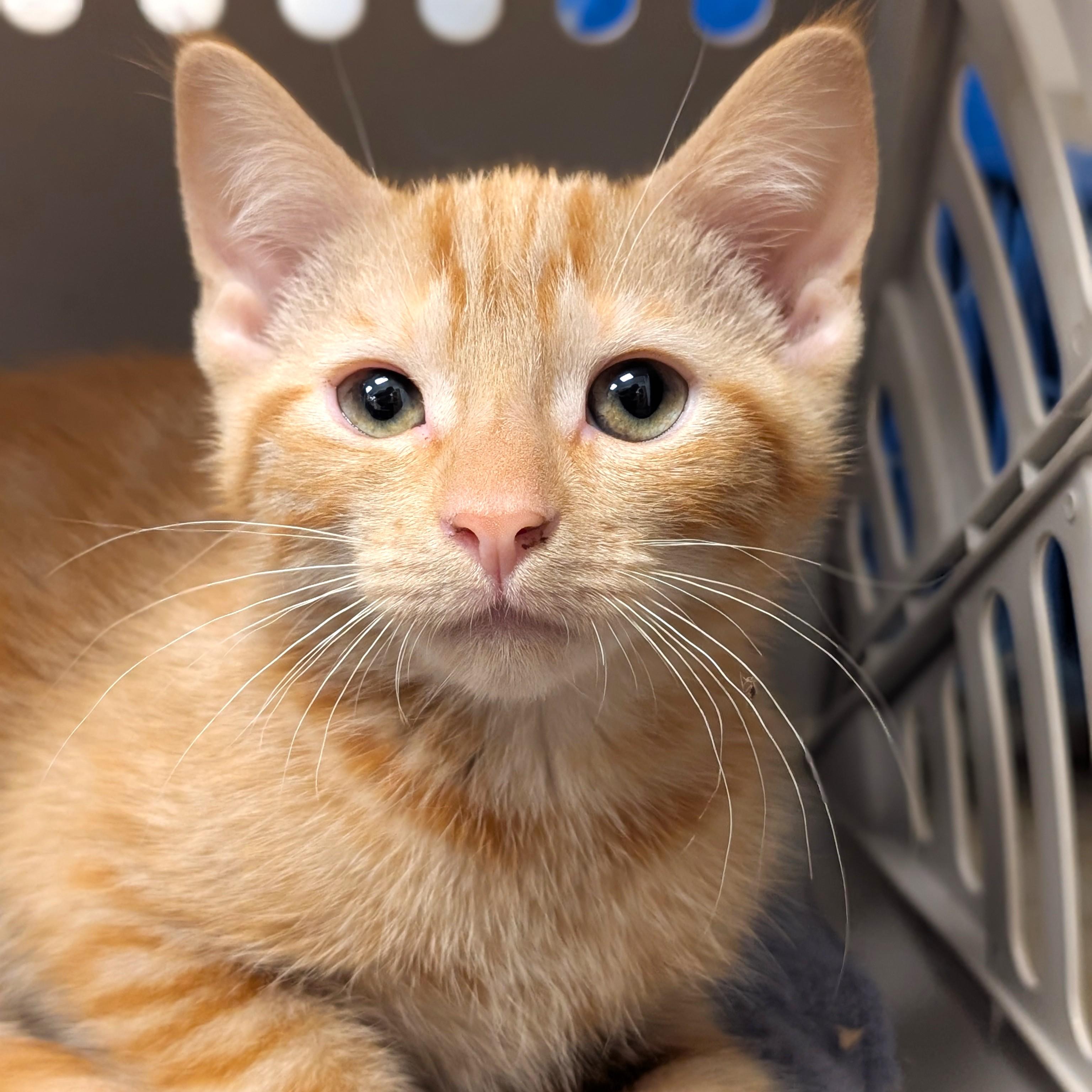 Marmalade, an adopted mixed breed in Smithfield, NC image 1/5