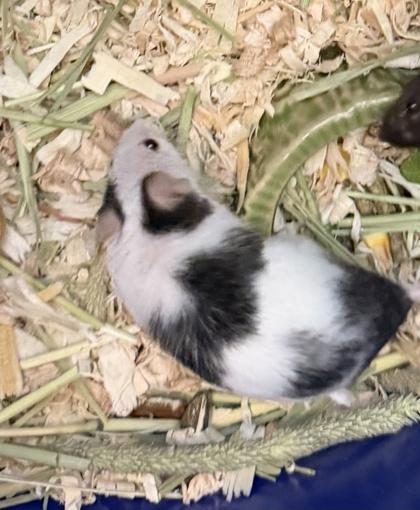 Pat, Adoptable, Young Female Mouse & Mouse.