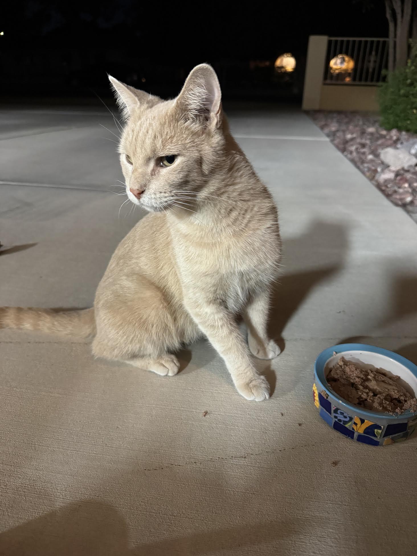 Mochi, a Adoptable Domestic Short Hair in Las Vegas, NV image 3/3