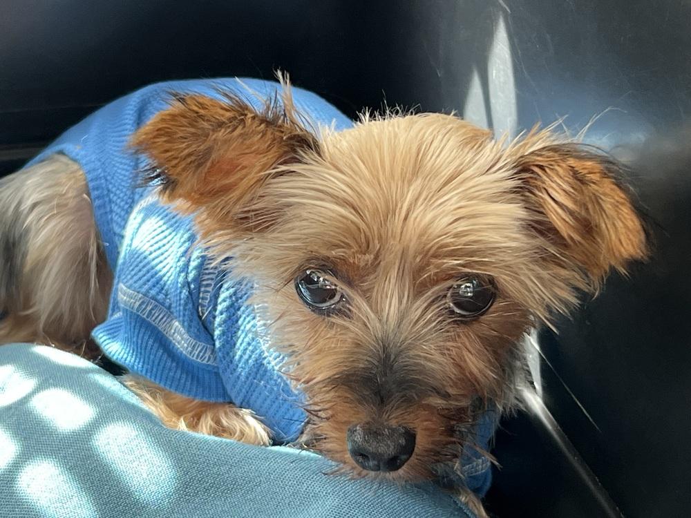 Lily, Adoptable, Adult Female Yorkshire Terrier.