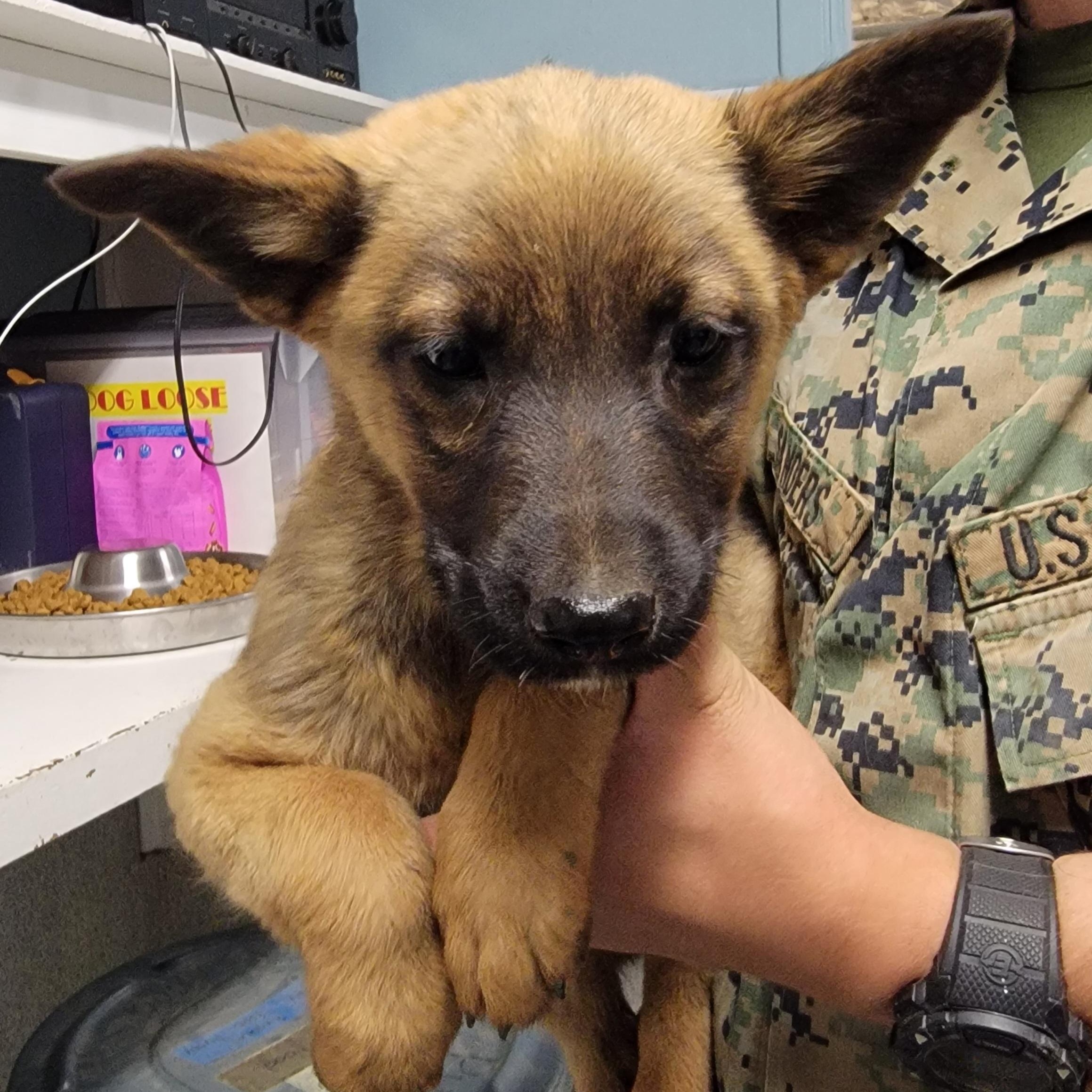 Enlarge Dewey, an adopted mixed breed in Camp Pendleton, CA image 3/3