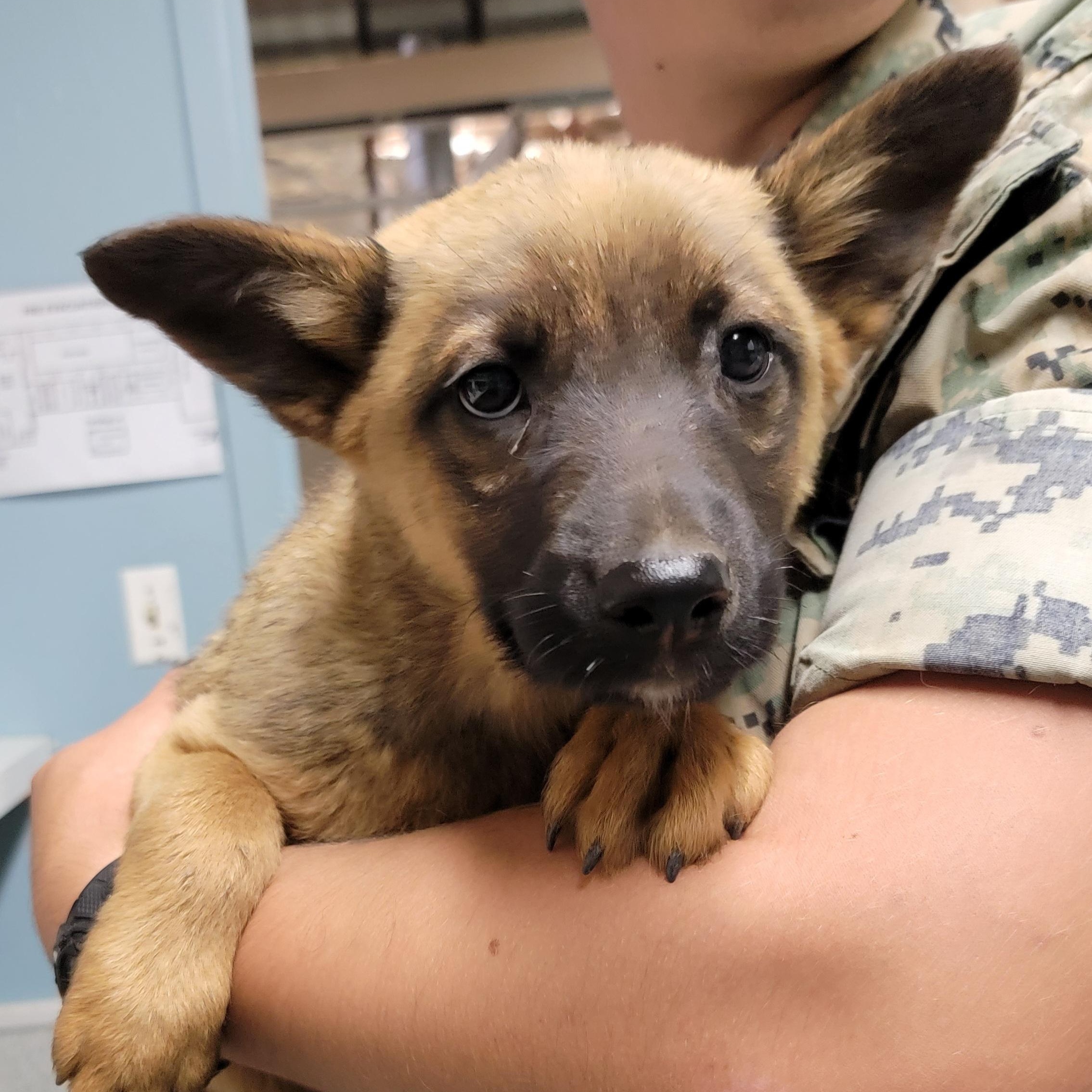 Dewey, adopted, Puppy Male Shepherd.