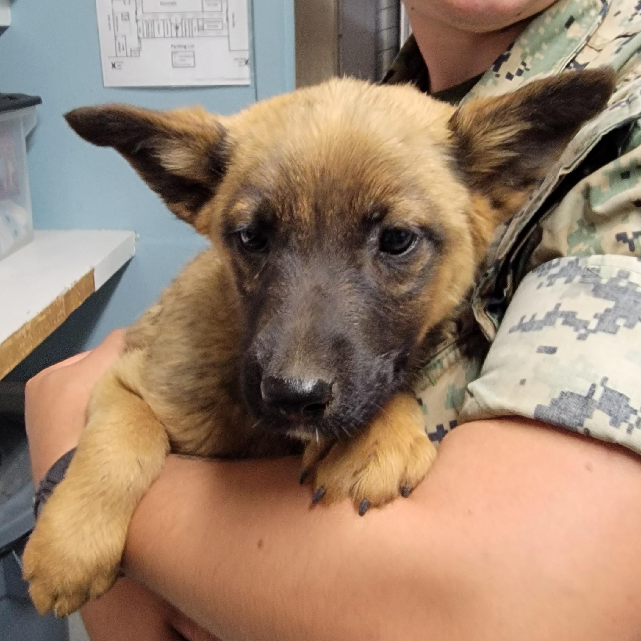Enlarge Dewey, an adopted mixed breed in Camp Pendleton, CA image 2/3