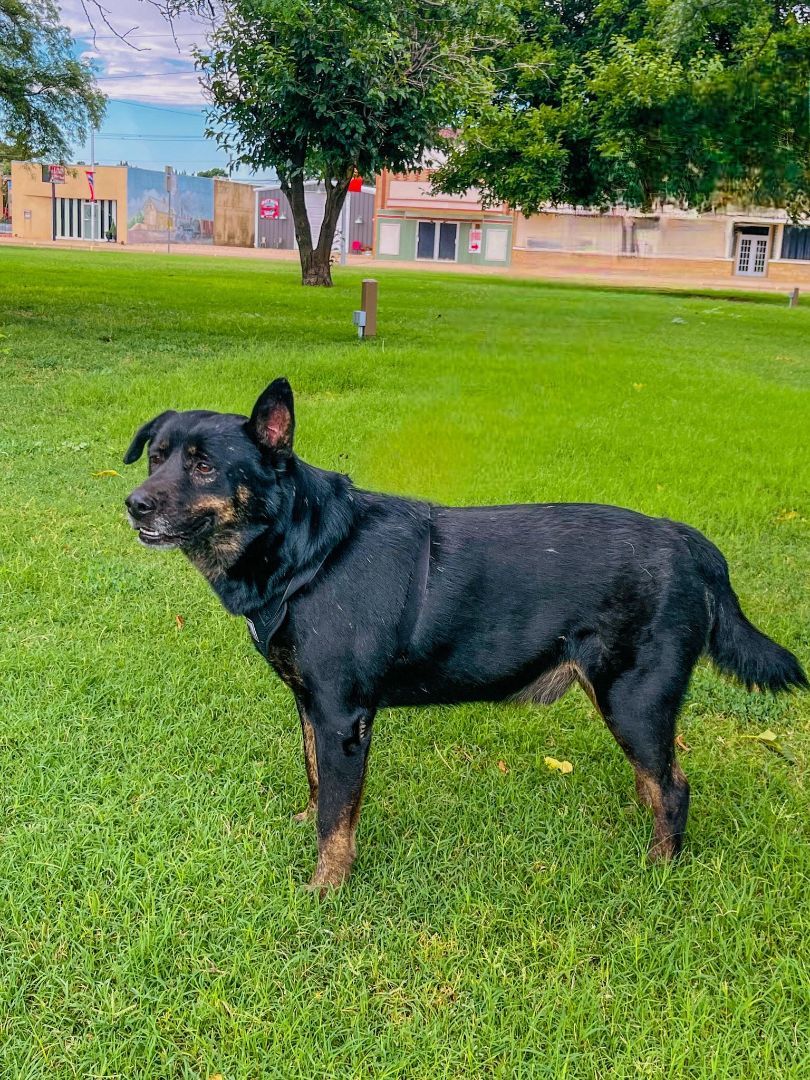 Enlarge Rolo, a Adoptable mixed breed in Springfield, IL image 3/3