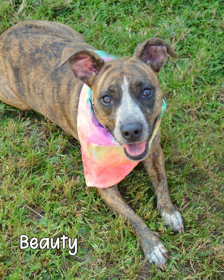 Enlarge Beauty, a Adoptable Hound in Gautier, MS image 1/3