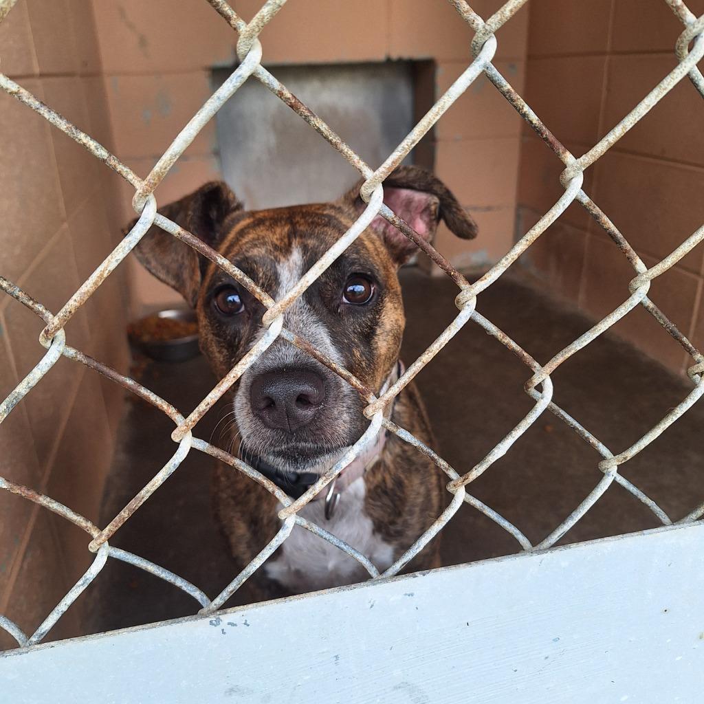 Enlarge Beauty, a Adoptable Hound in Gautier, MS image 2/3