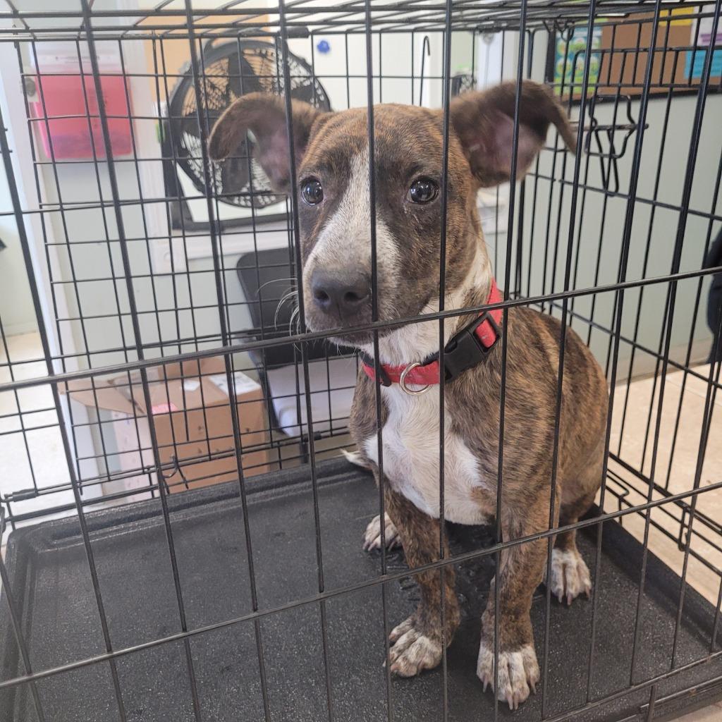 Enlarge Beauty, a Adoptable Hound in Gautier, MS image 3/3