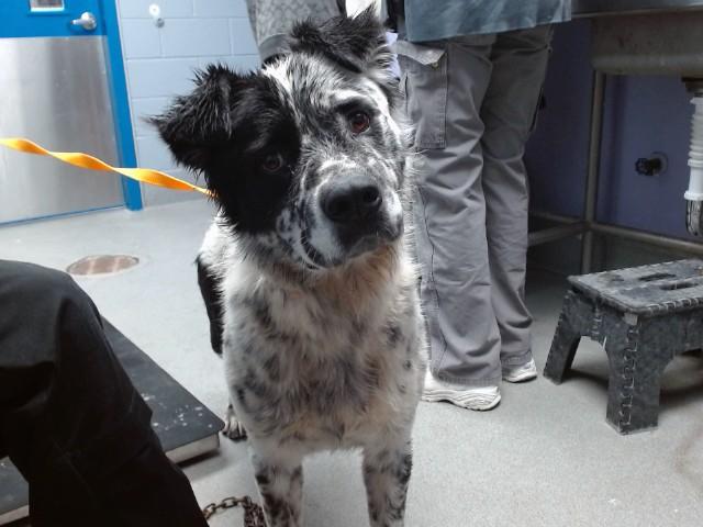 Enlarge BOB, a Adoptable mixed breed in Albuquerque, NM image 1/1