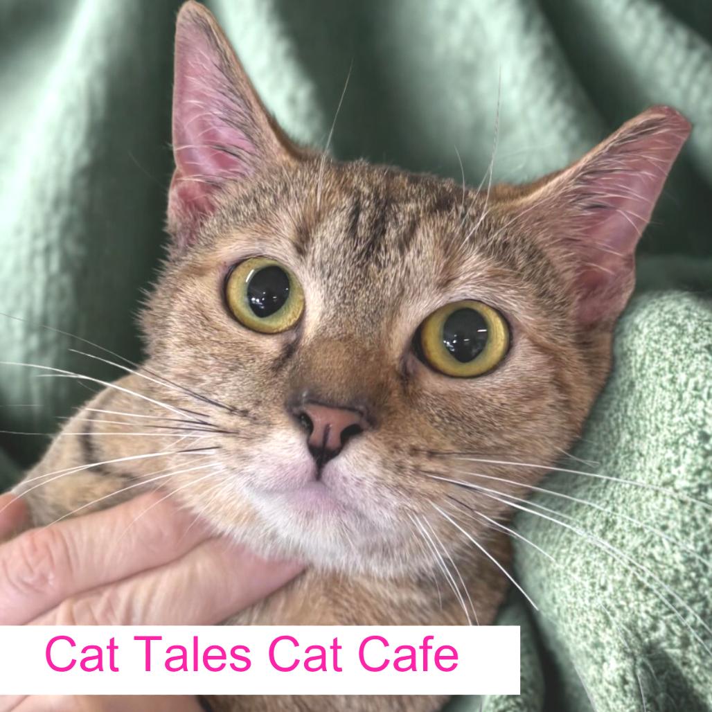 Galaxie, Adoptable, Young Female Domestic Short Hair.