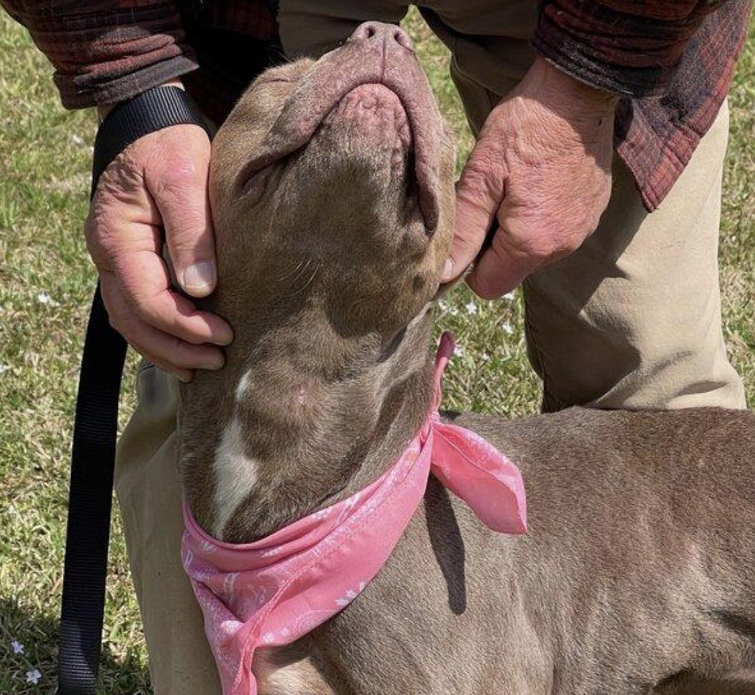 Keke, a Adoptable Pit Bull Terrier in Roswell, GA image 3/4