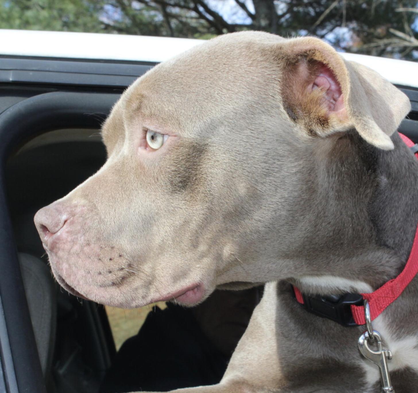 Keke, a Adoptable Pit Bull Terrier in Roswell, GA image 2/4