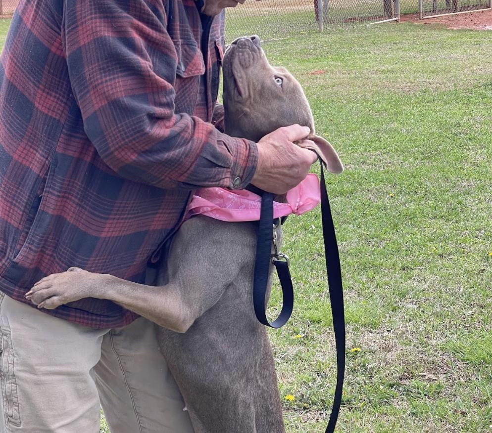 Keke, a Adoptable Pit Bull Terrier in Roswell, GA image 4/4