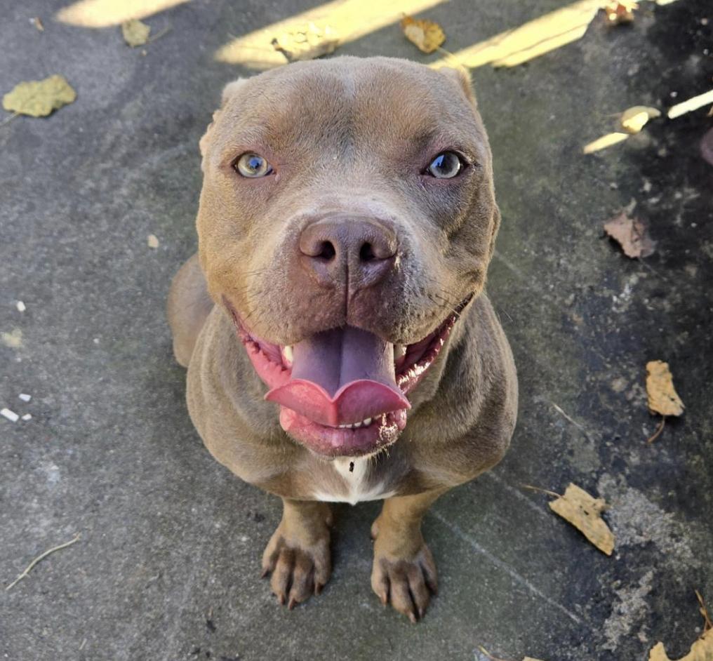 Keke, Adoptable, Adult Female Pit Bull Terrier.