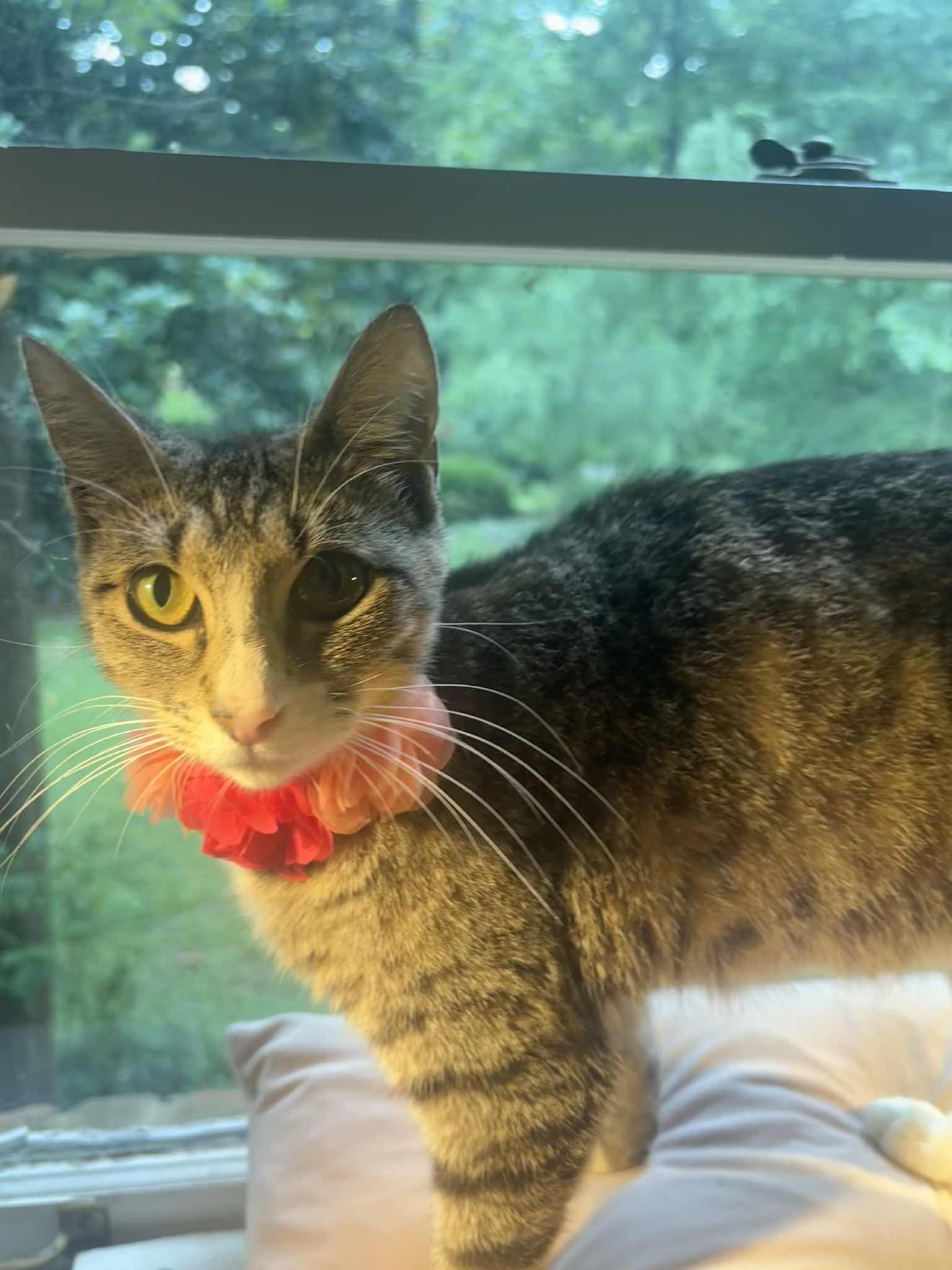 MIDGE, Adoptable, Young Female Domestic Short Hair.